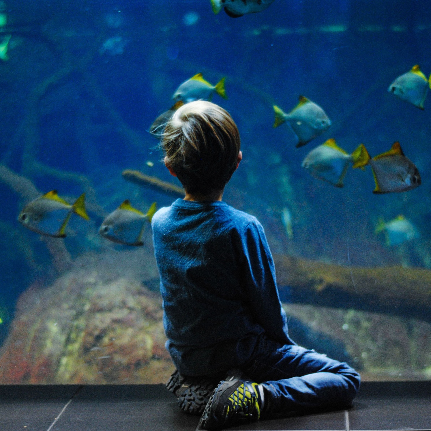 boy at aquarium