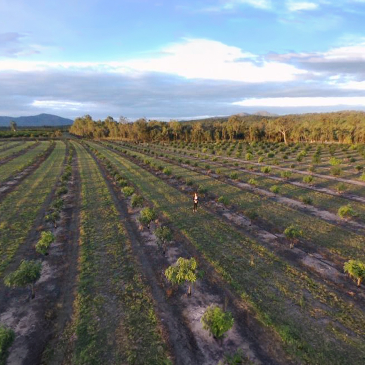 Dayna Scapin Drone Shot of the fields