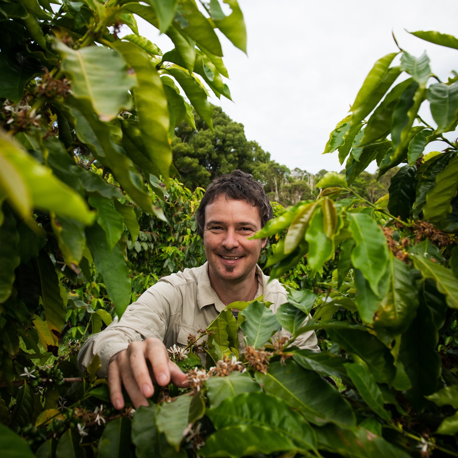Coffee researcher and scientist Professor Tobias Kretzschmar at a coffee plant trial site in Alstonville.