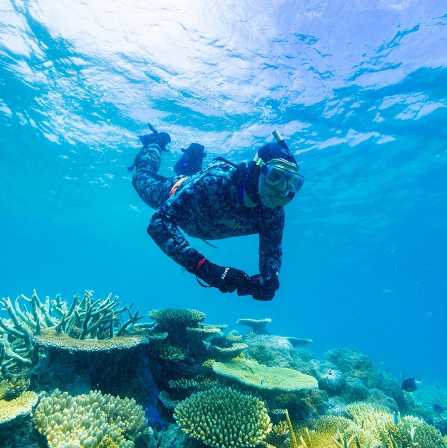 A driver under the water on the Great Barrier Reef