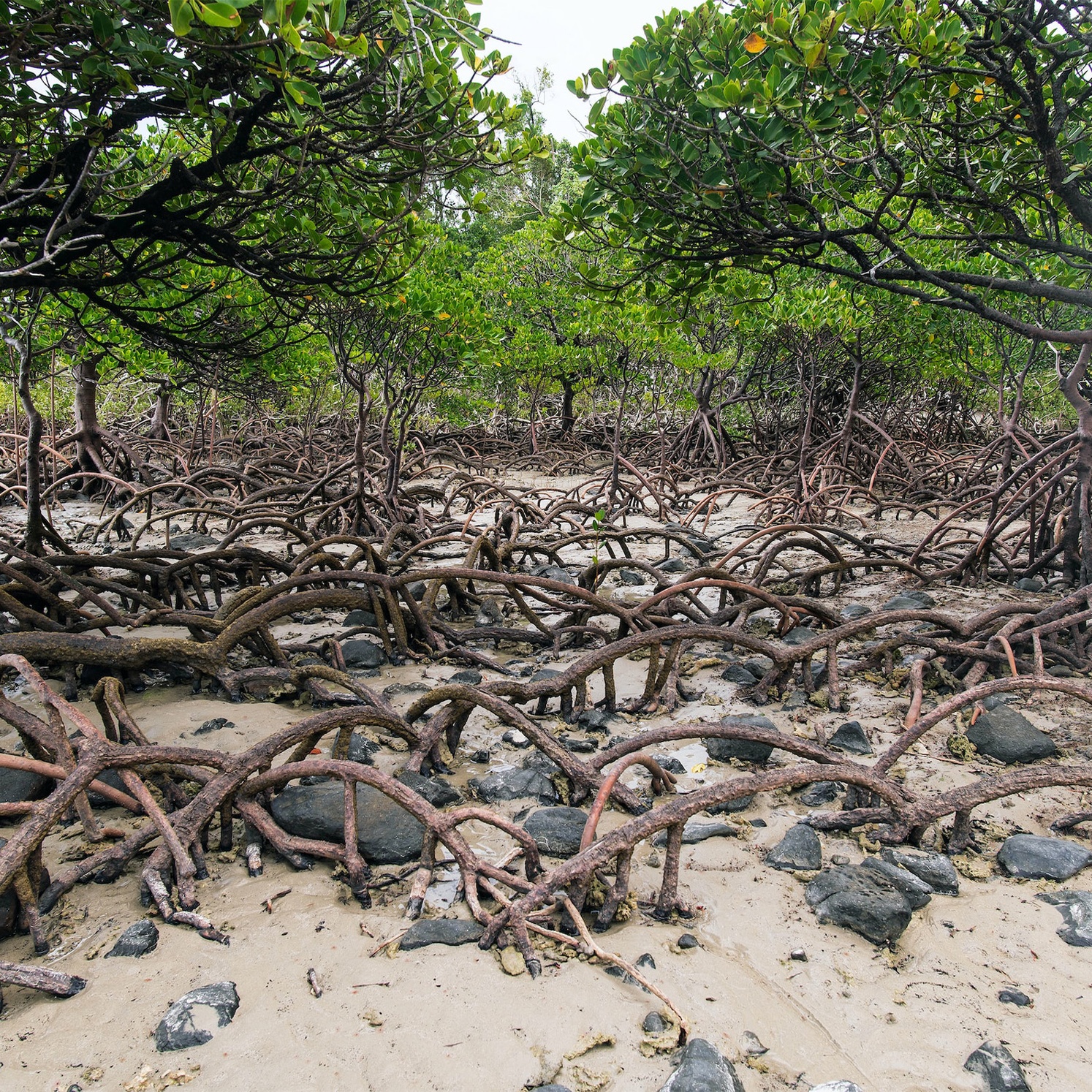 Mangrove forest in Cape Tribulation beach.