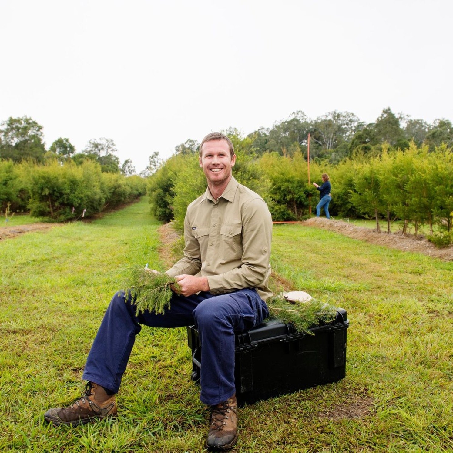 man inspecting tea tree