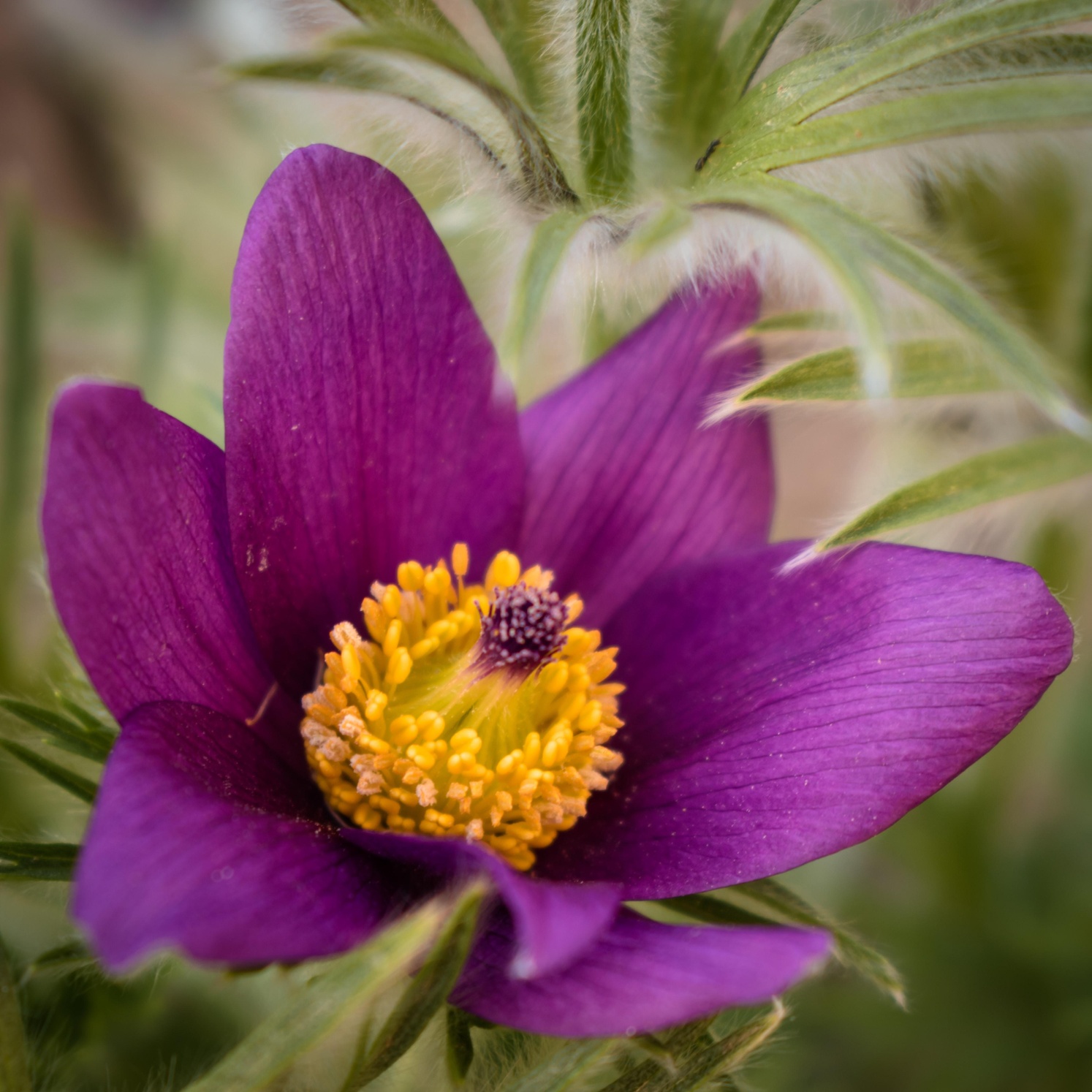 Anemone pulsatilla close