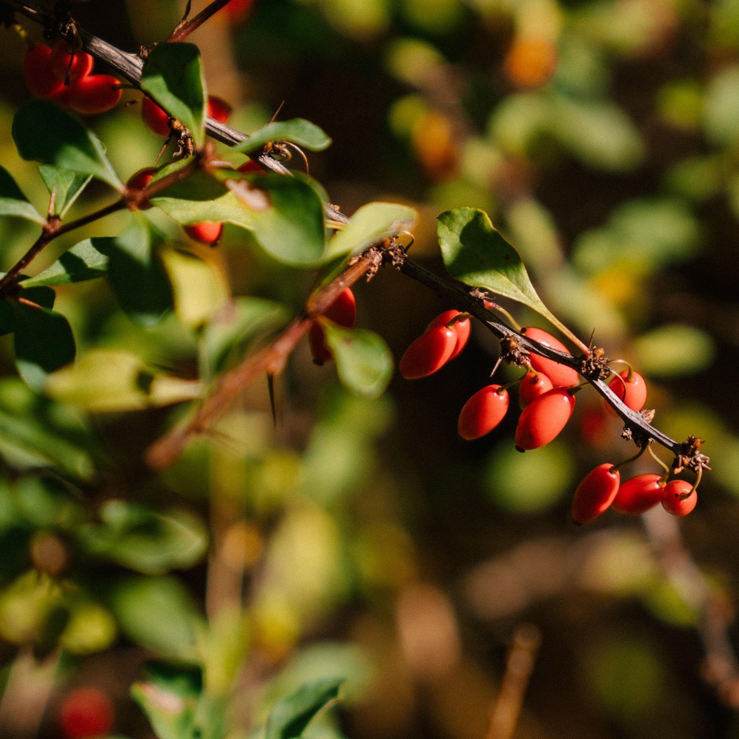 Berberis vulgaris