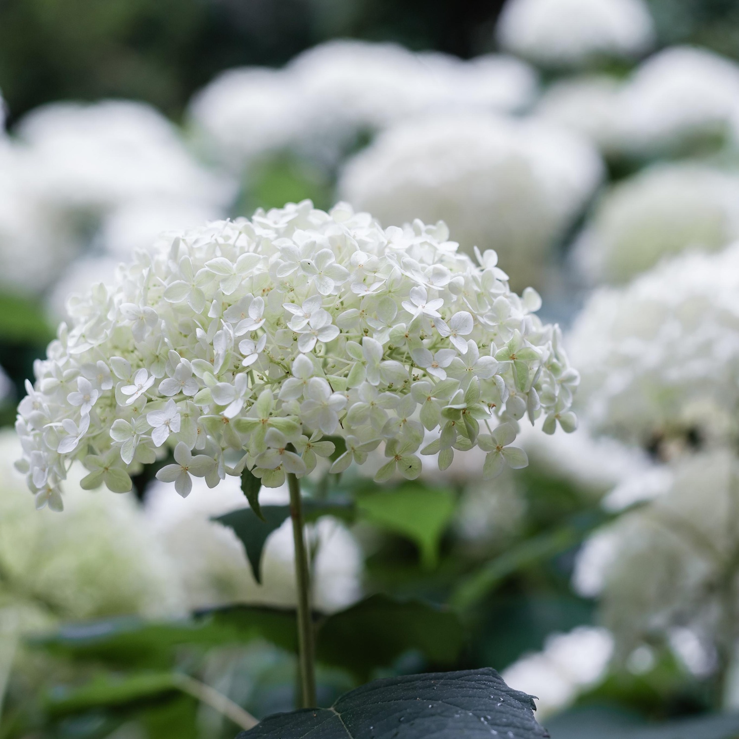 Hydrangea aborescens