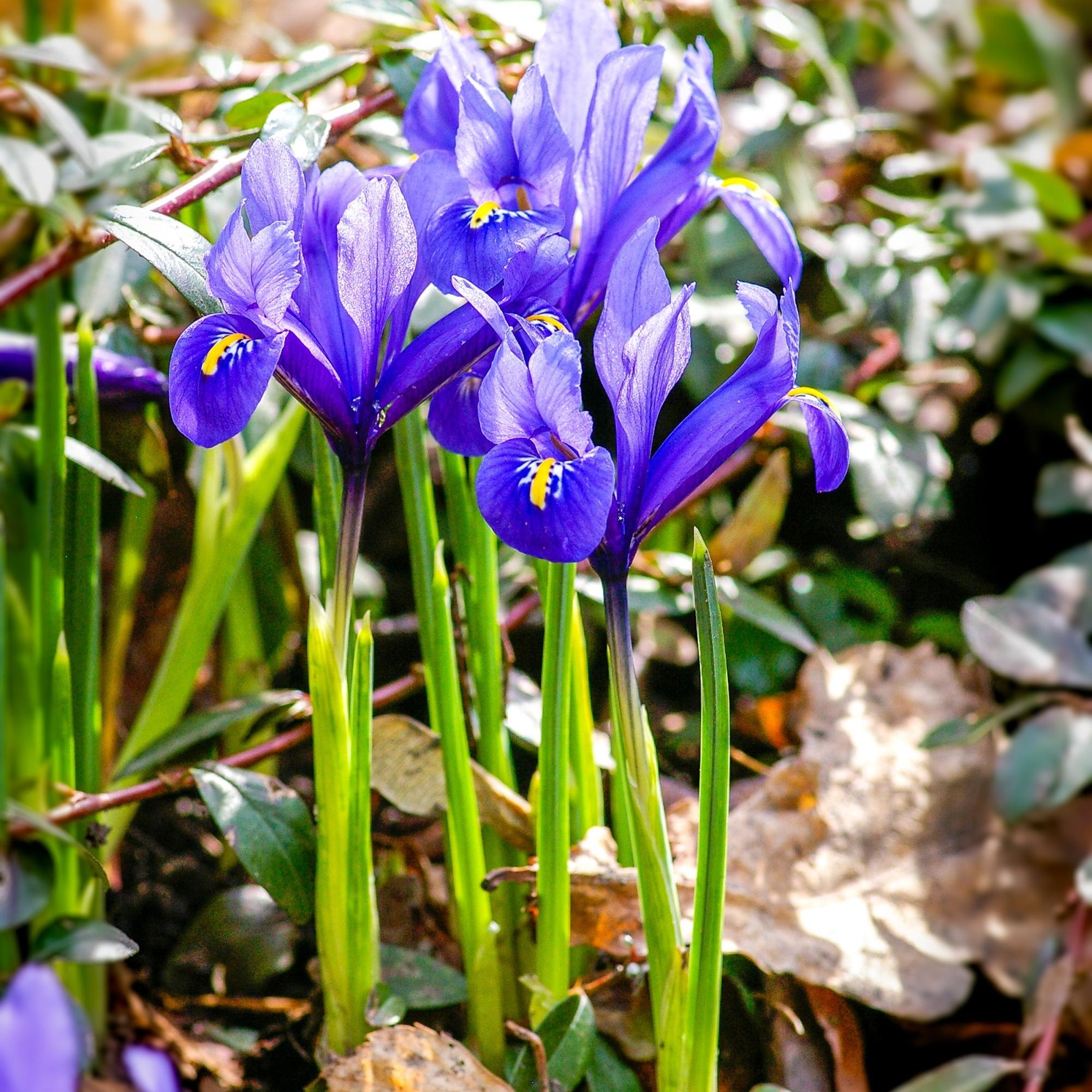 Iris versicolor