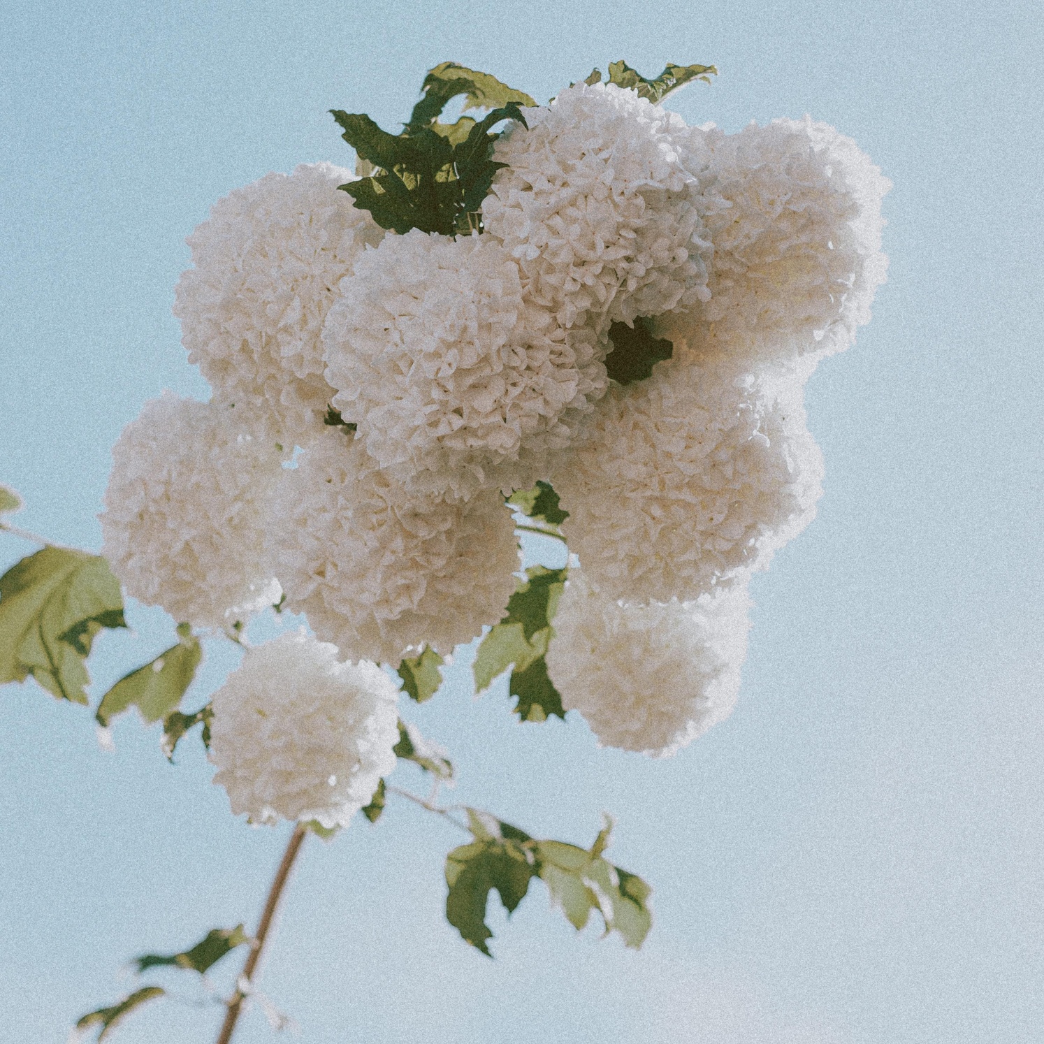 Viburnum opulus