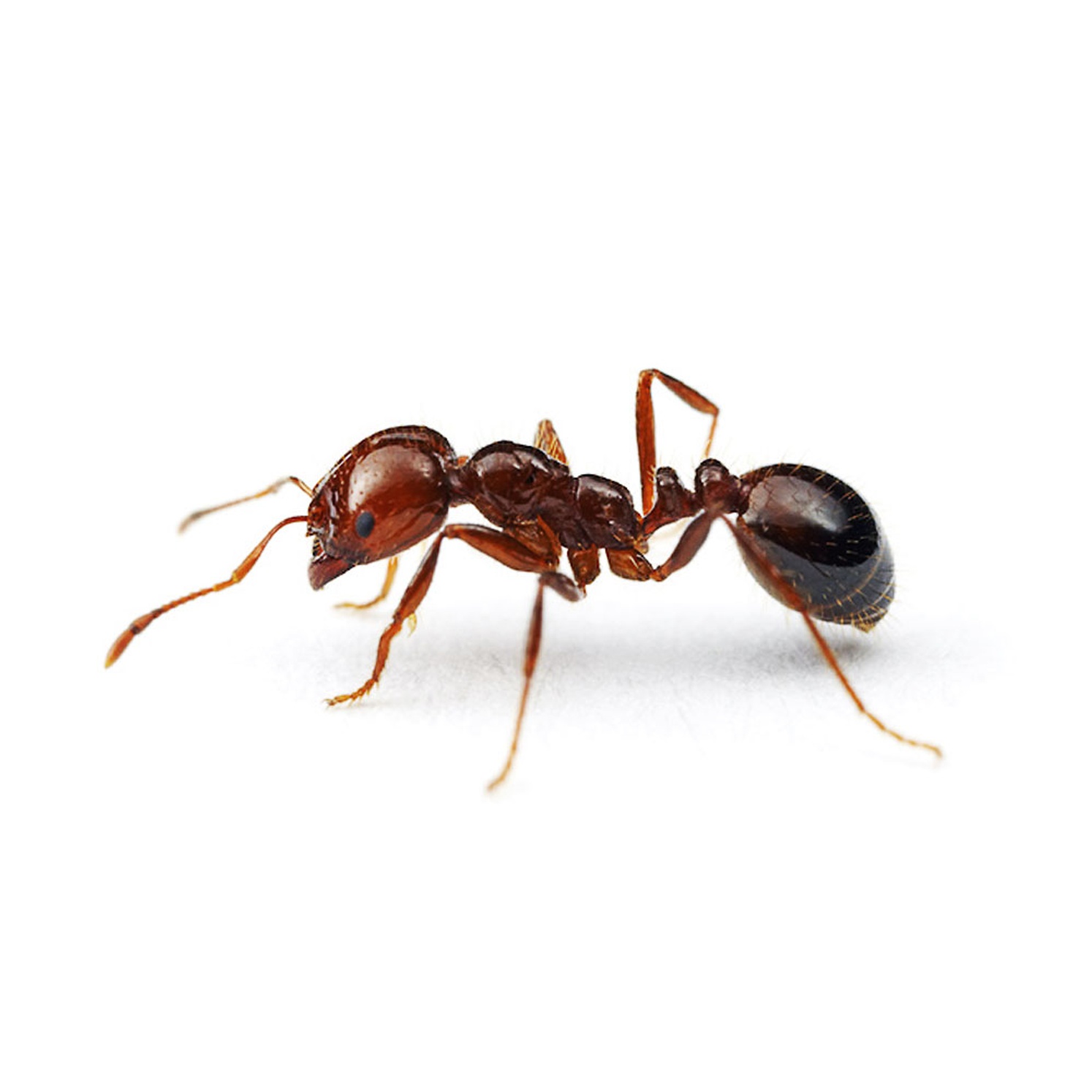 Fire ant environmental analysis laboratory