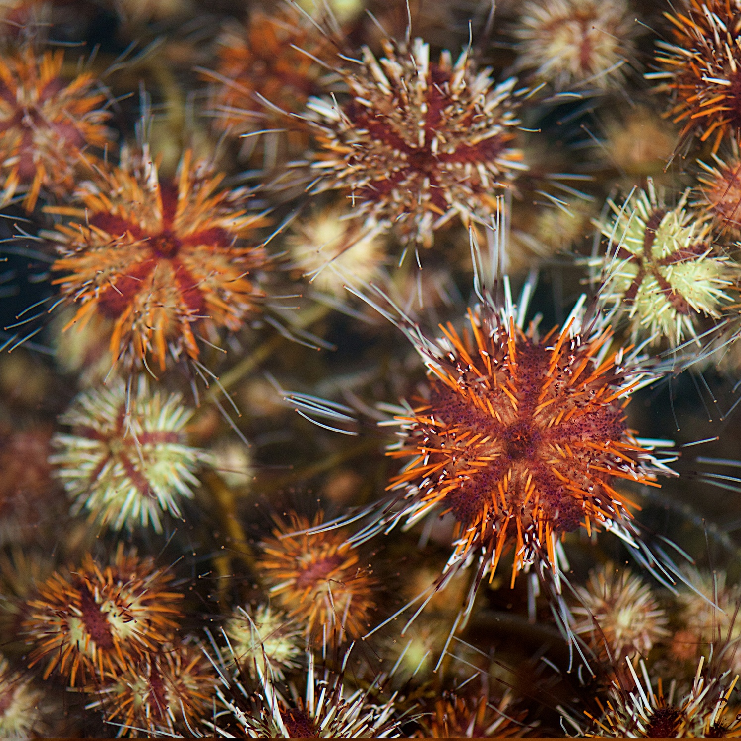 NMSC aquaculture research on sea urchin farming