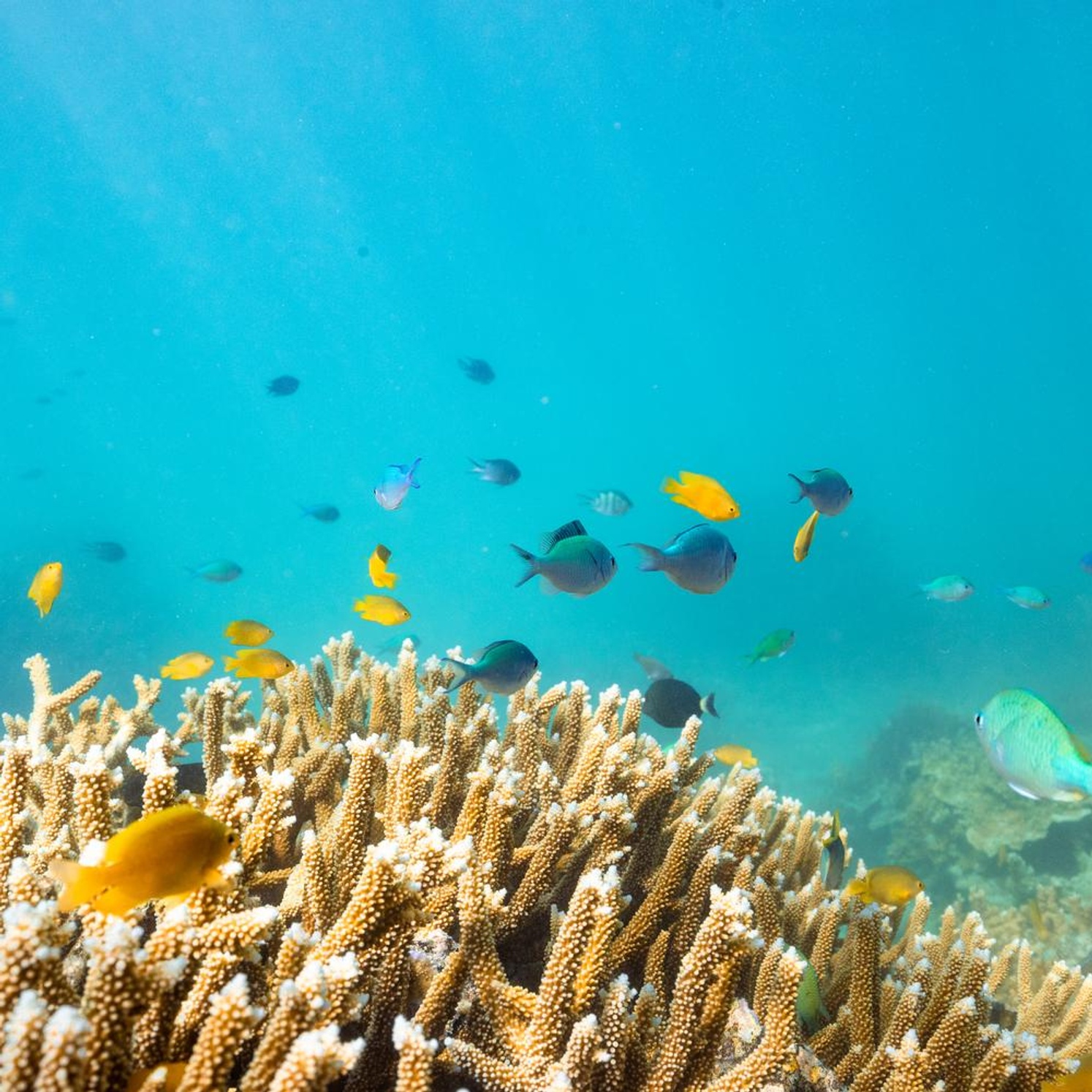 Diving underwater