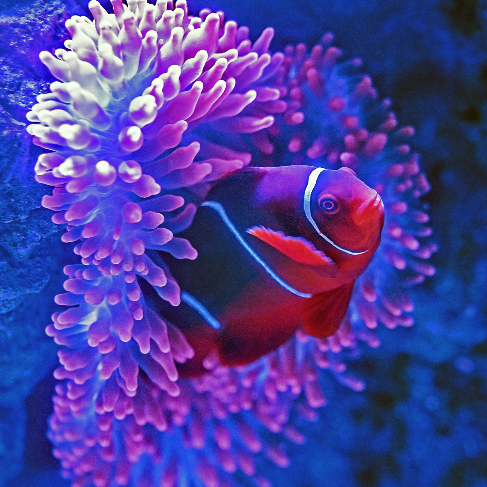 Fish near corel