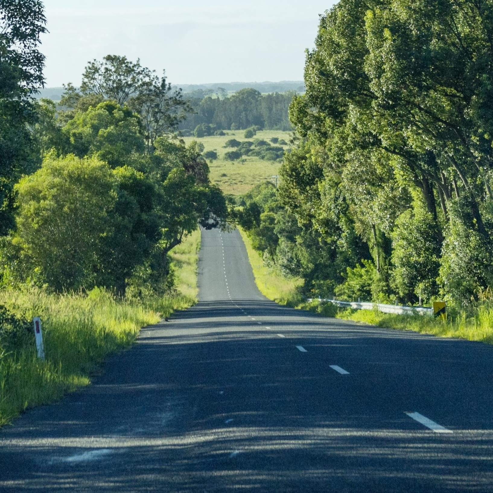 photo of a road between lanes of trees