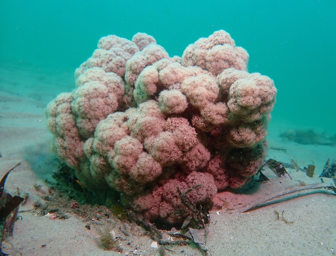 Purple cauliflower coral Southern Cross University