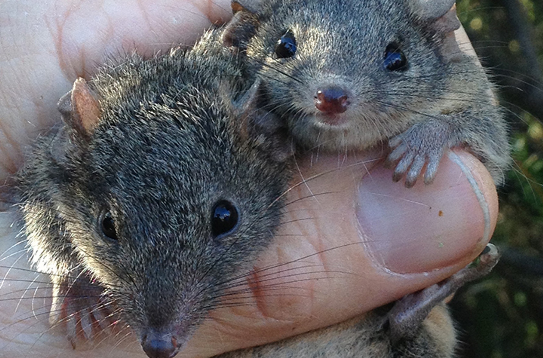 Travel guide to Australia’s wildlife crossings - Southern Cross University