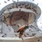 amongst the bees