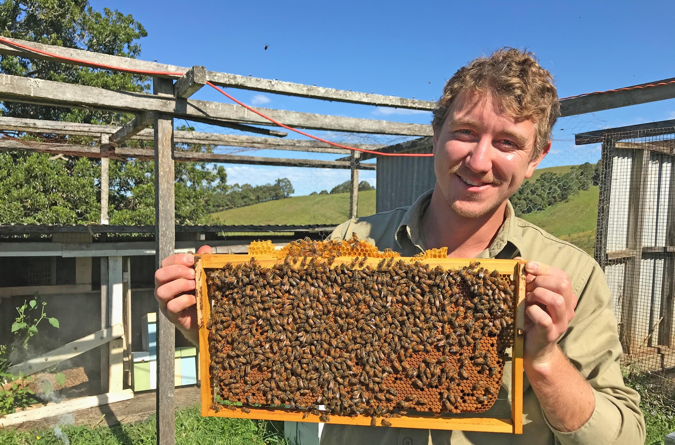 man holds a frame of honey bees