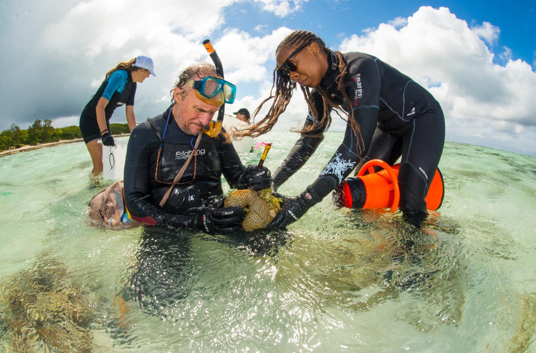 Collecting corals ready for spawning