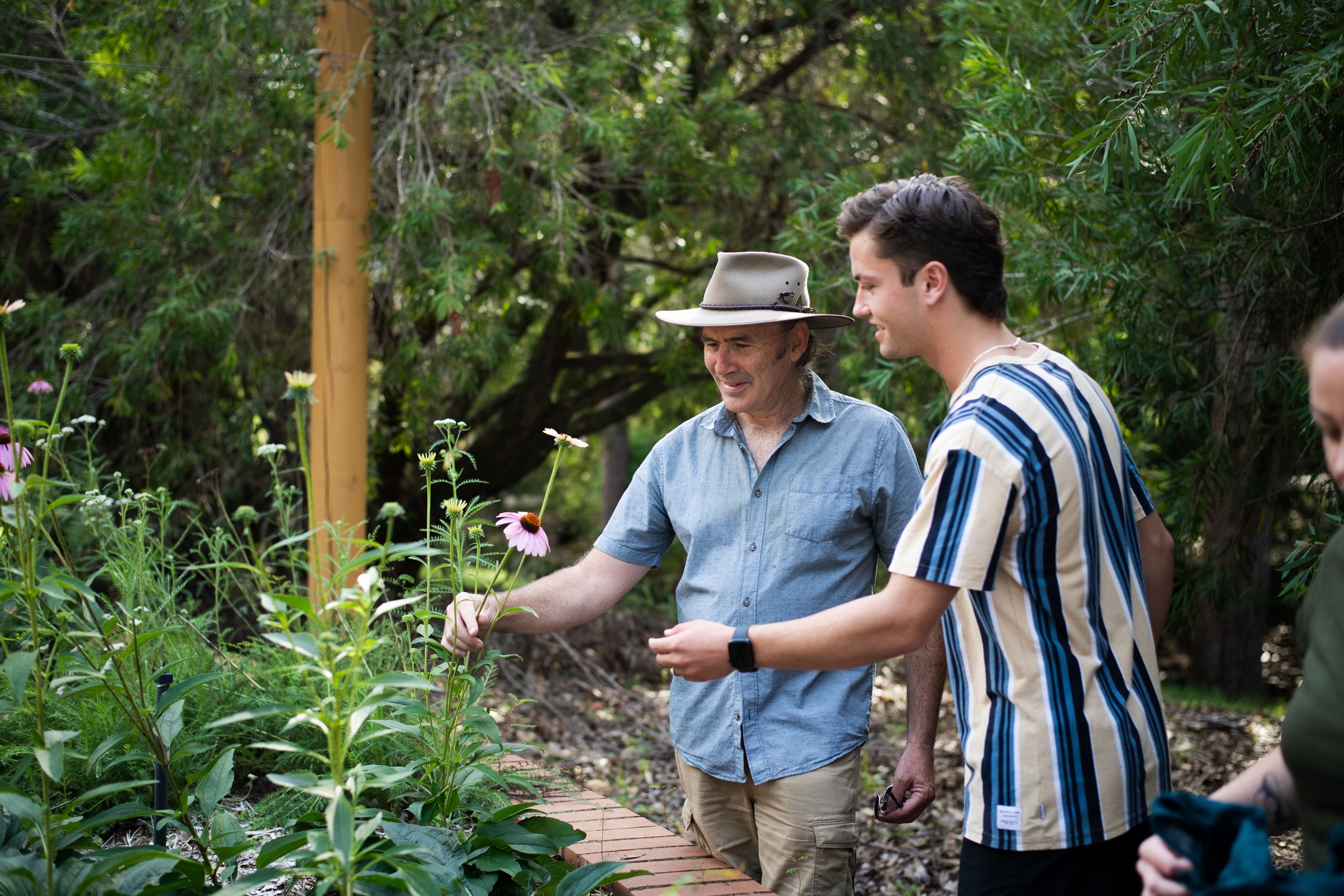 Peter Mouatt examining Echinacea with student in the medicinal herb garden