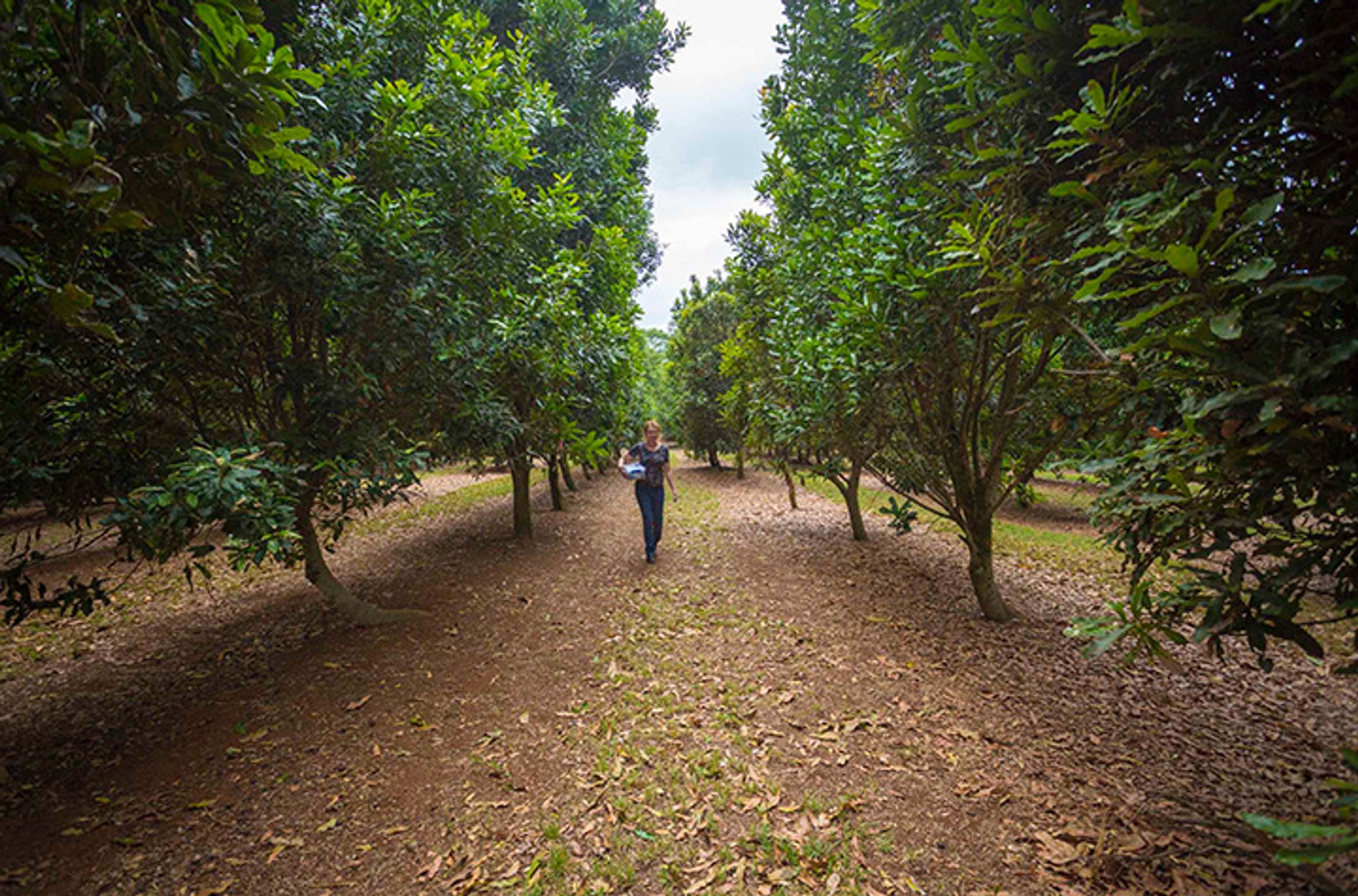 woman standing in macadamia orchard