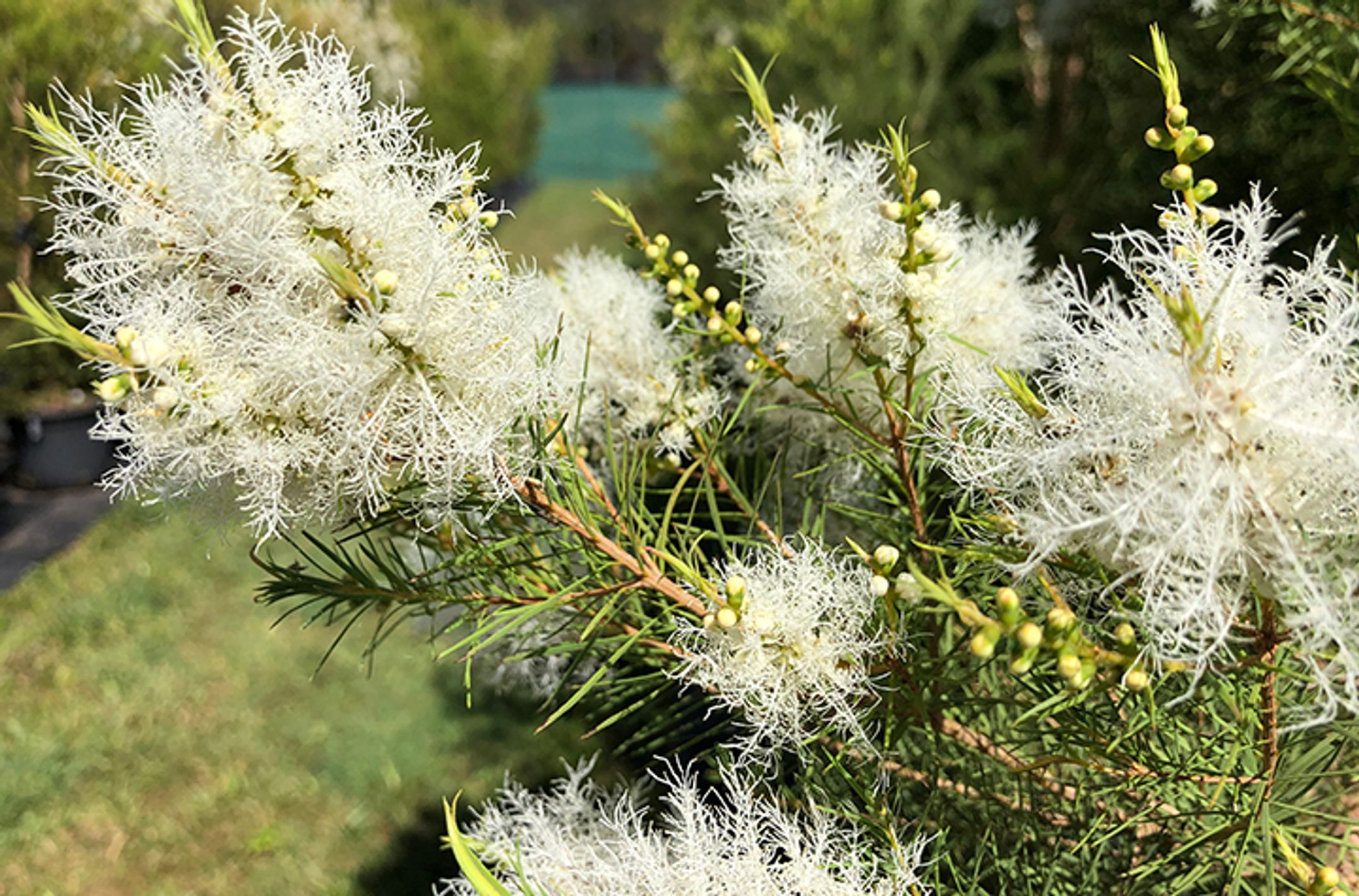 Tea tree in bloom at research site at Lismore campus.
