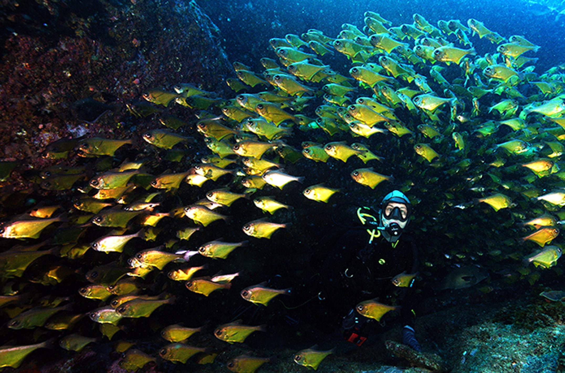 Anna Scott in ABC documentary Australia's Ocean Odyssey