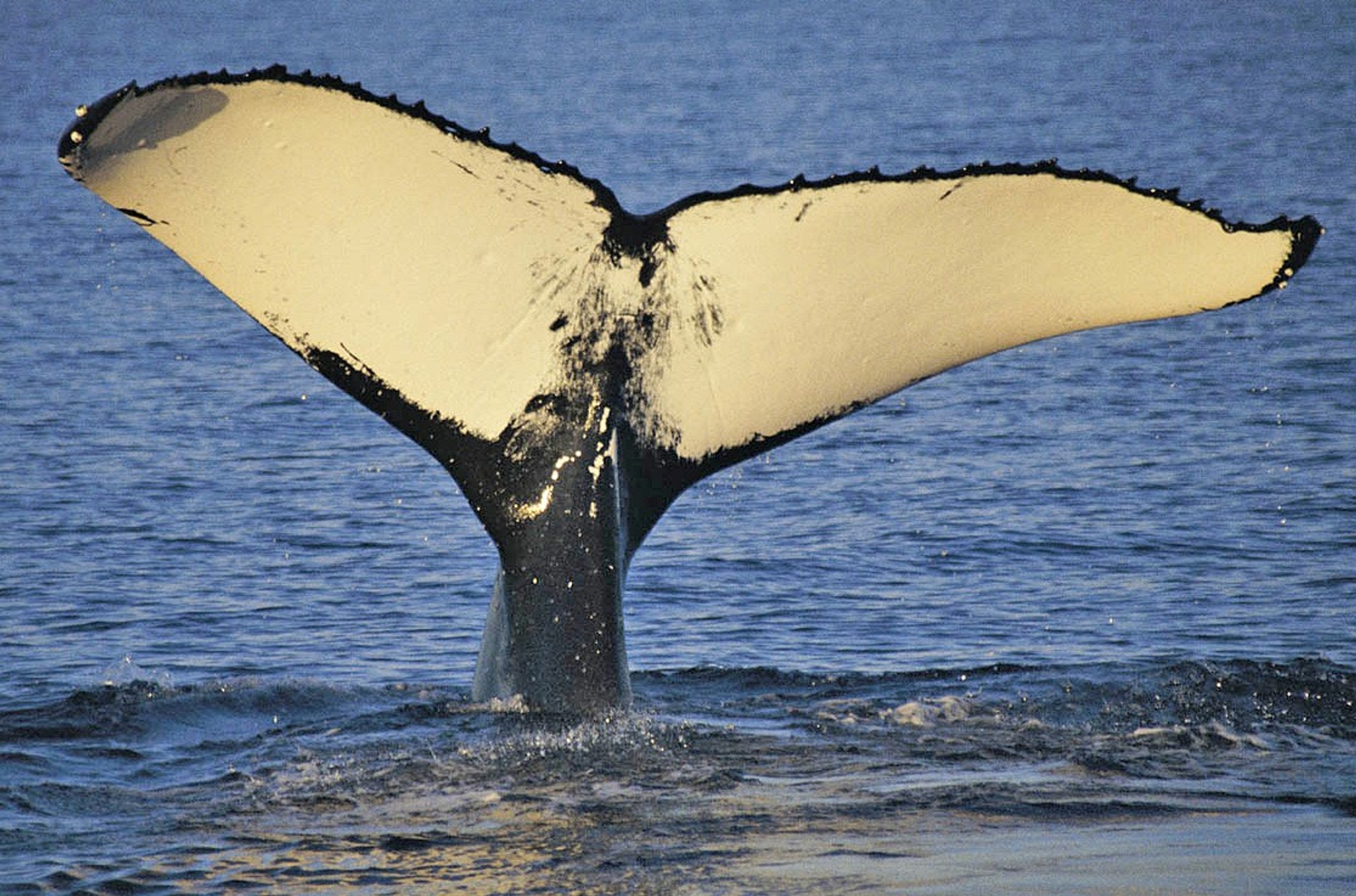 Fluke of whale 'Nala' photographed by Dr Trish Franklin