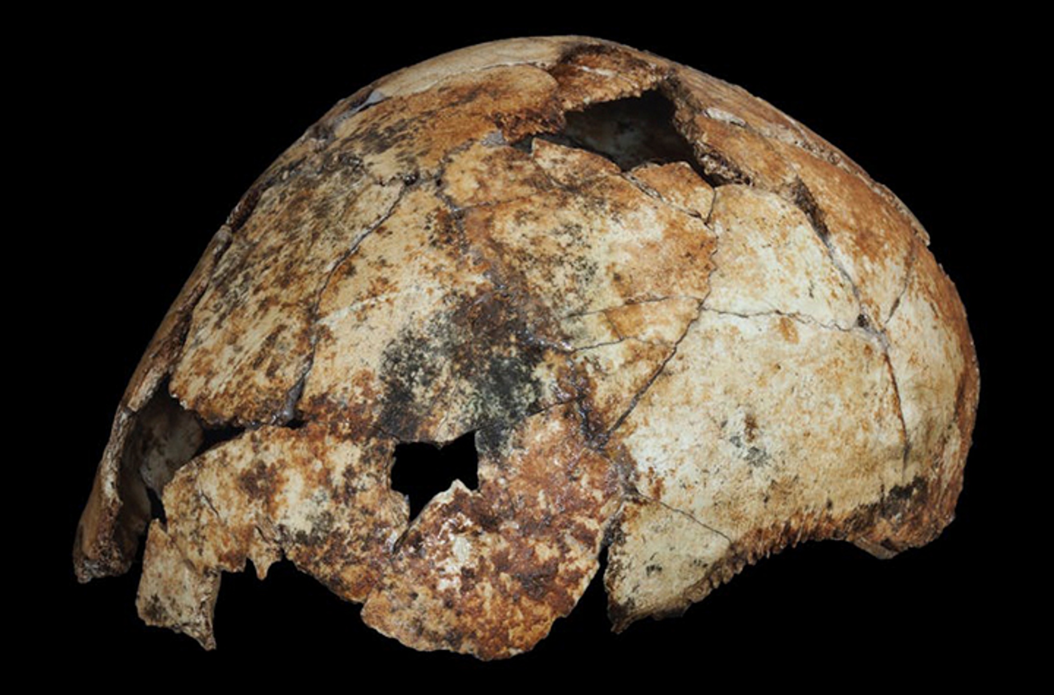 Homo erectus cranium, credit: Matthew V. Caruana