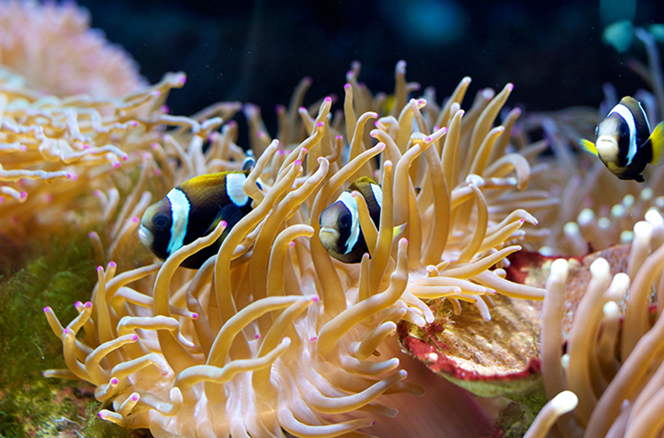 Marine science fish at Solitary Islands Aquarium Coffs Harbour