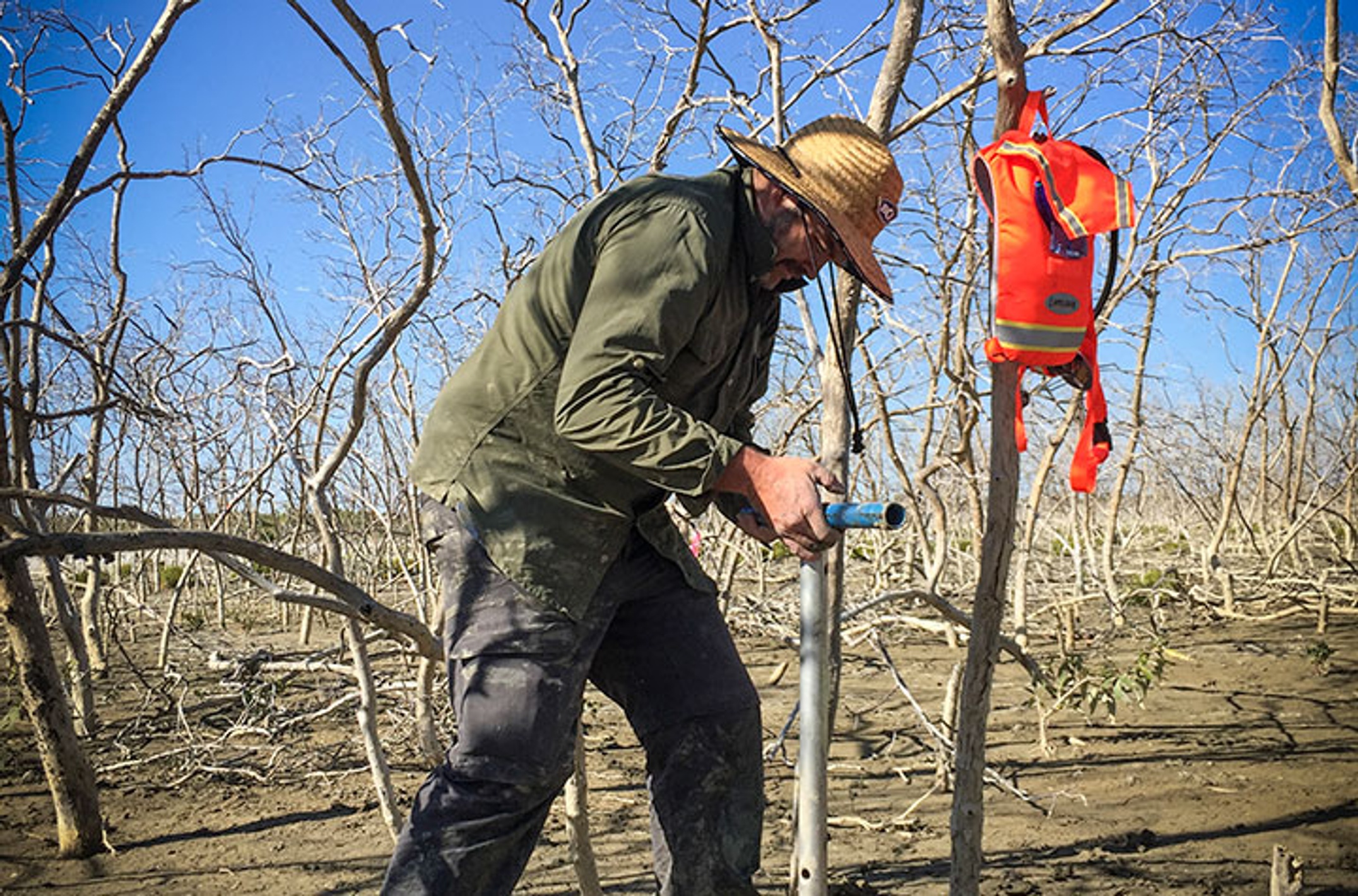 Damien Maher tree research