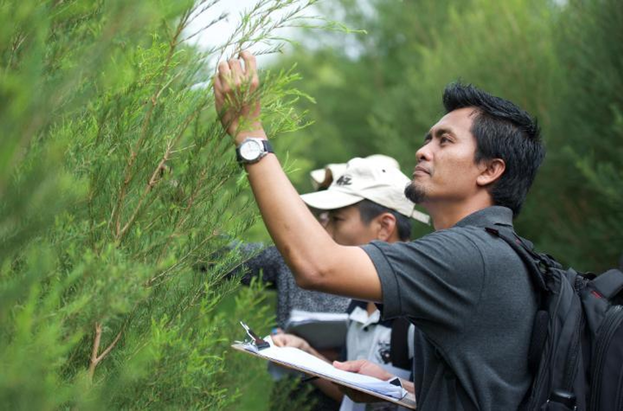 Man inspecting branch of tree