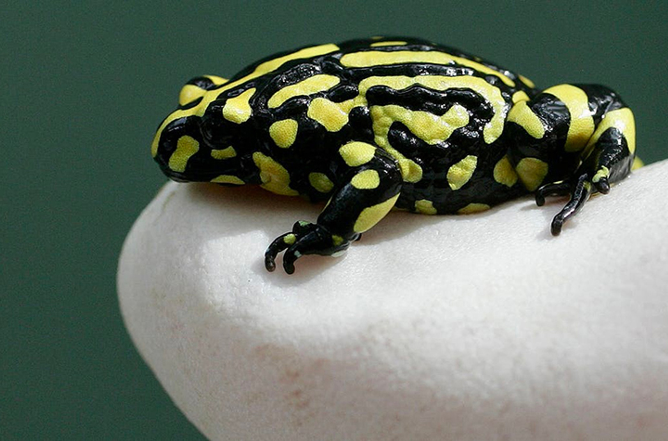 yellow and black frog