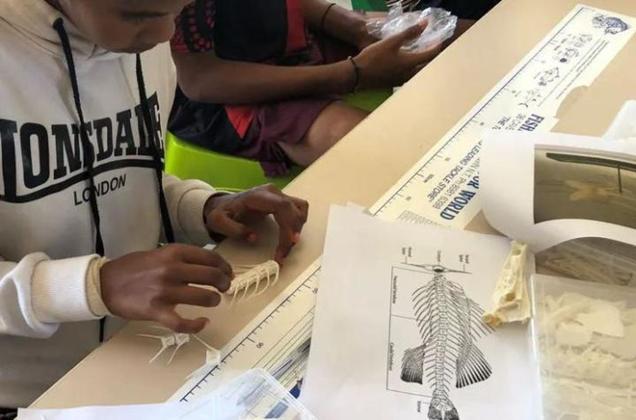 Students learning about fish skeletal system using reference collections, Credit Morgan Disspain