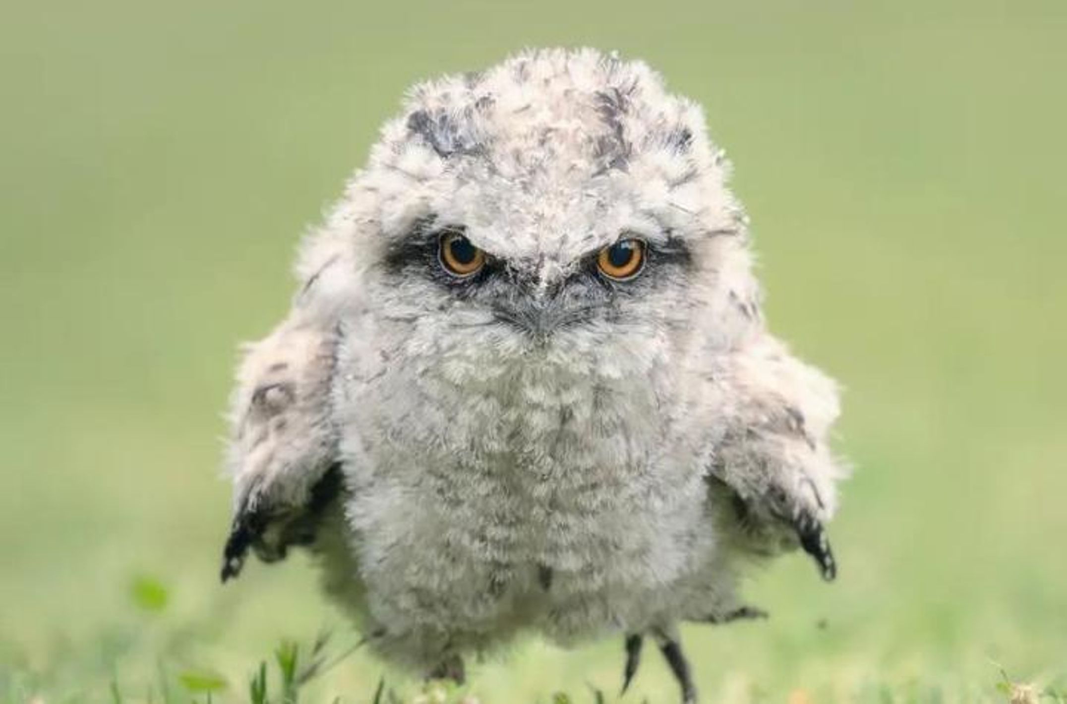 Tawny frogmouth chick on the ground