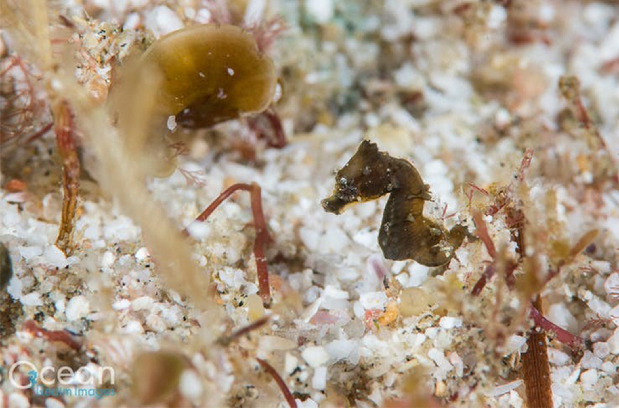 A juvenile Hippocampus nalu. Credit: Richard Smith