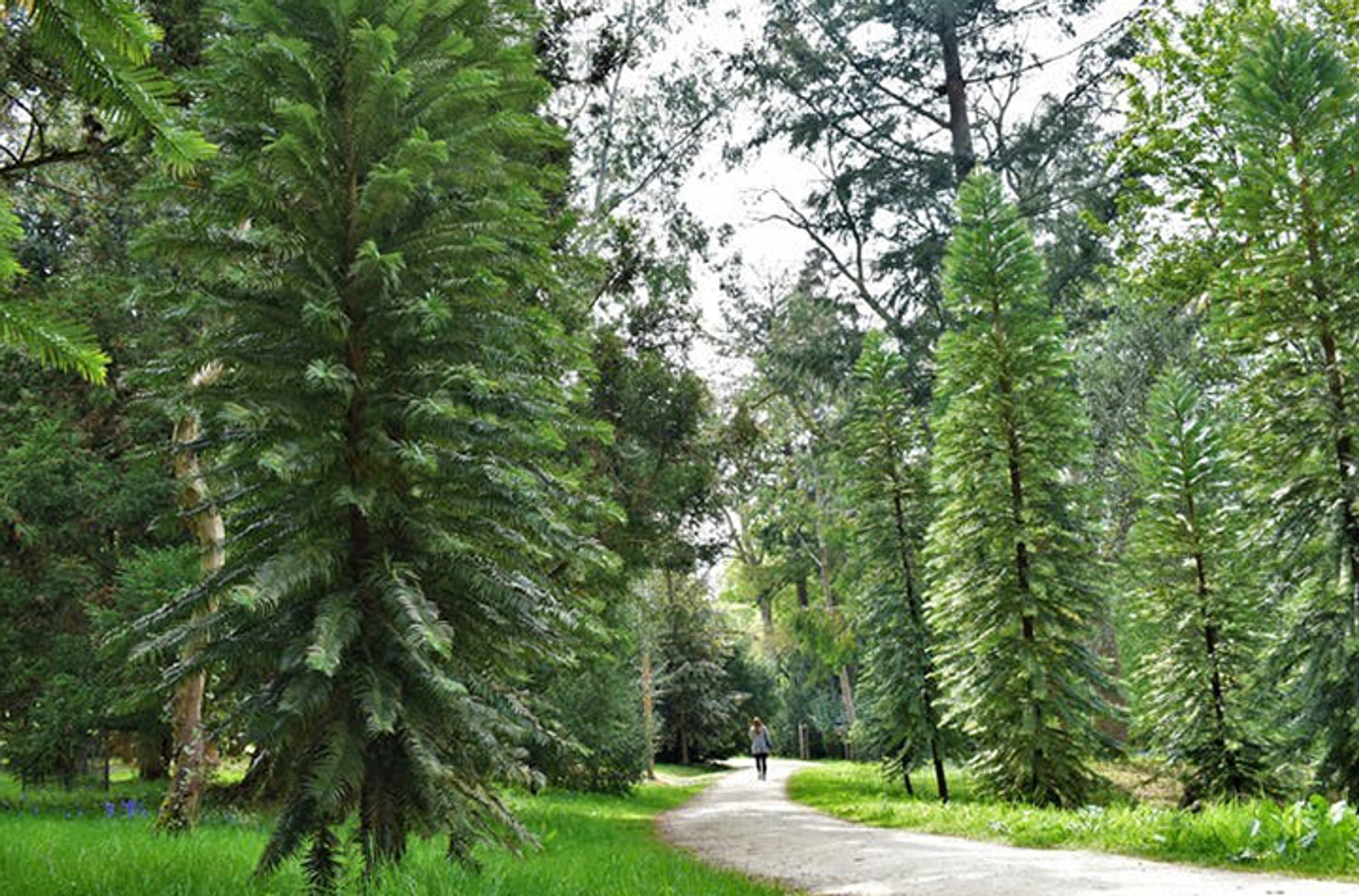 Wollemi pines growing in Coates Wood, United Kingdom.