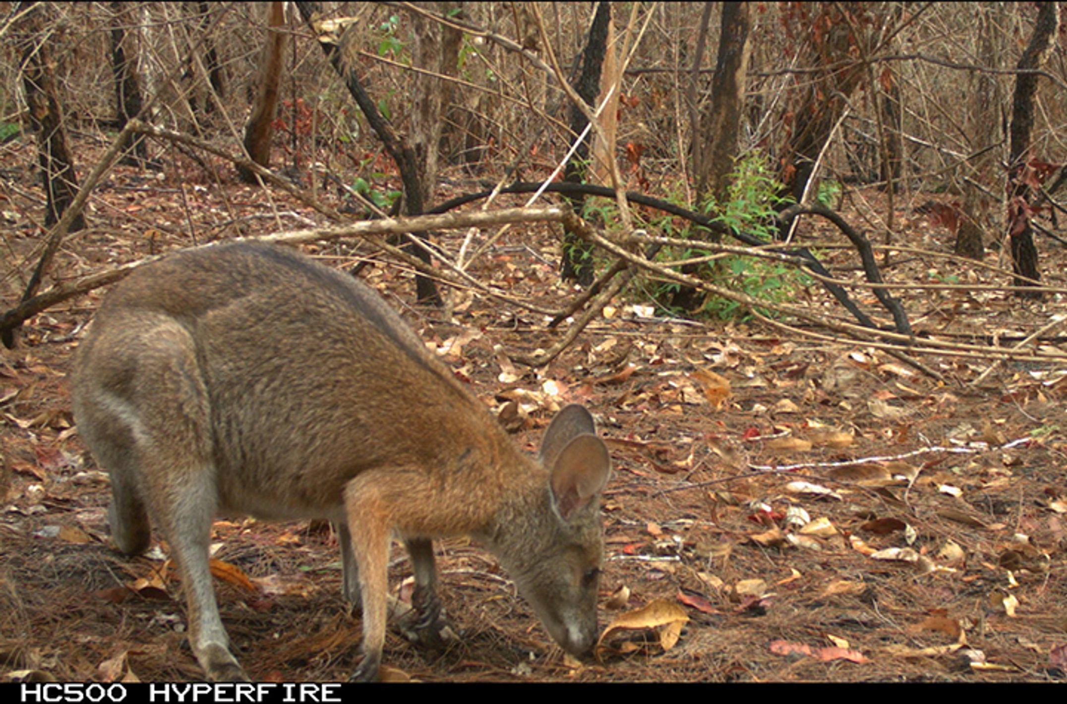 A black-striped wallaby in a post-fire environment (credit Darren McHugh).