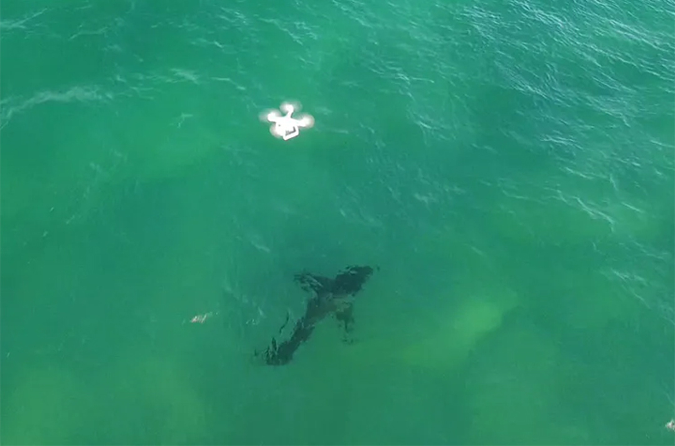 Drone and shark below surface - photo credit Andrew Colefax