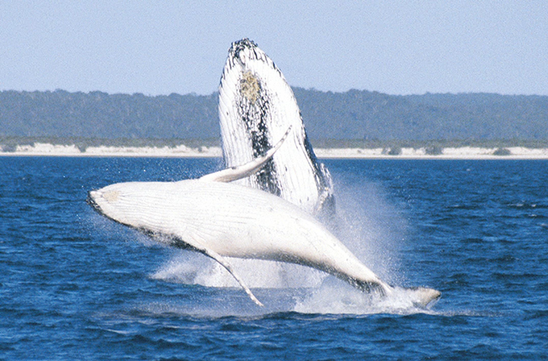 Whale and calf breaching