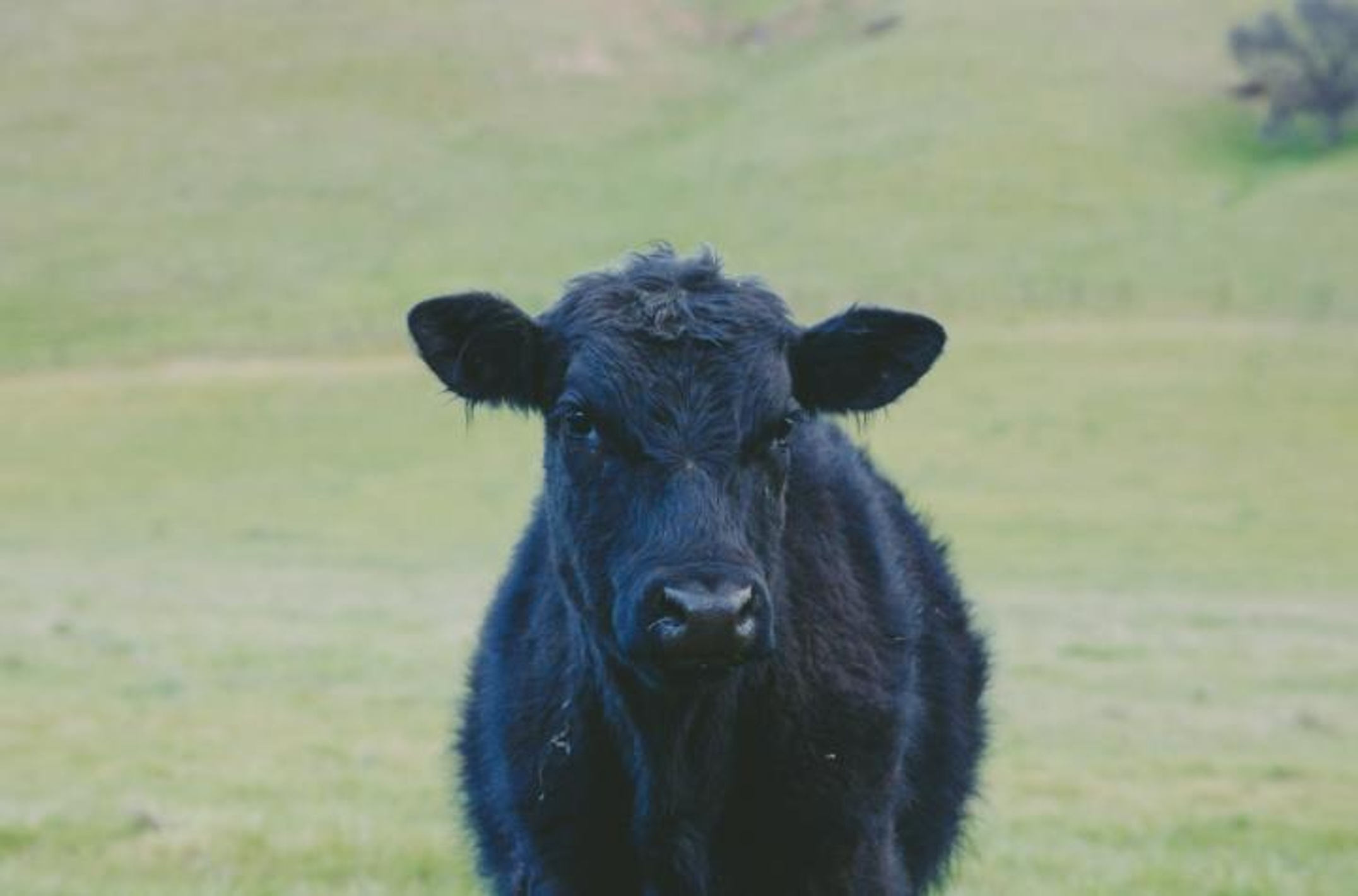 Black beef cow