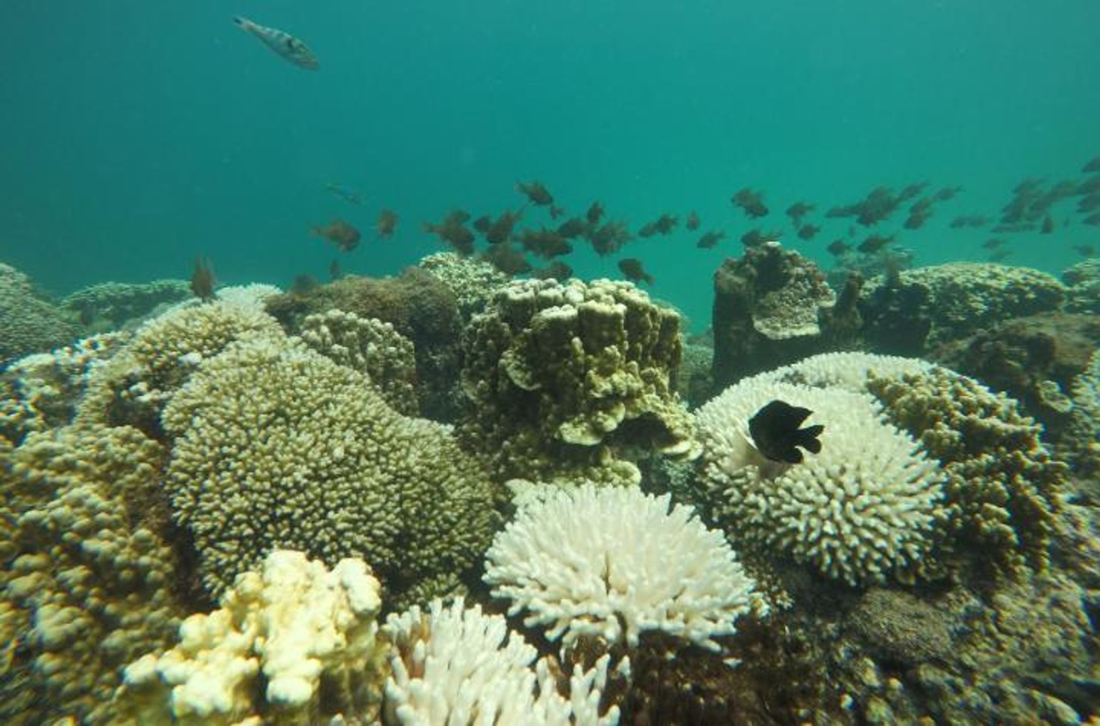 White corals that look like skeletons
