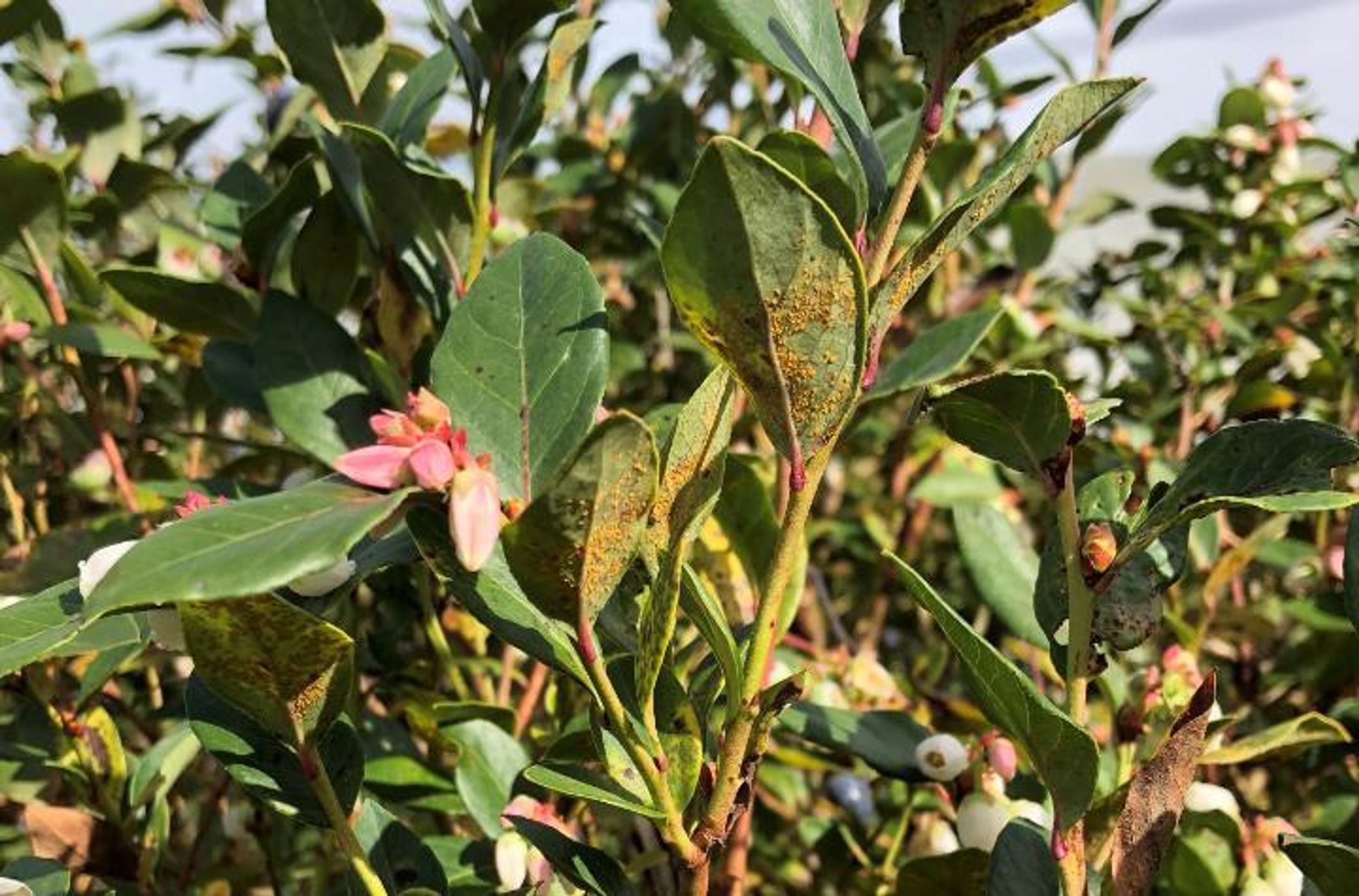 Rust infected blueberry leaves showing yellow rust pustules on undersides of leaves