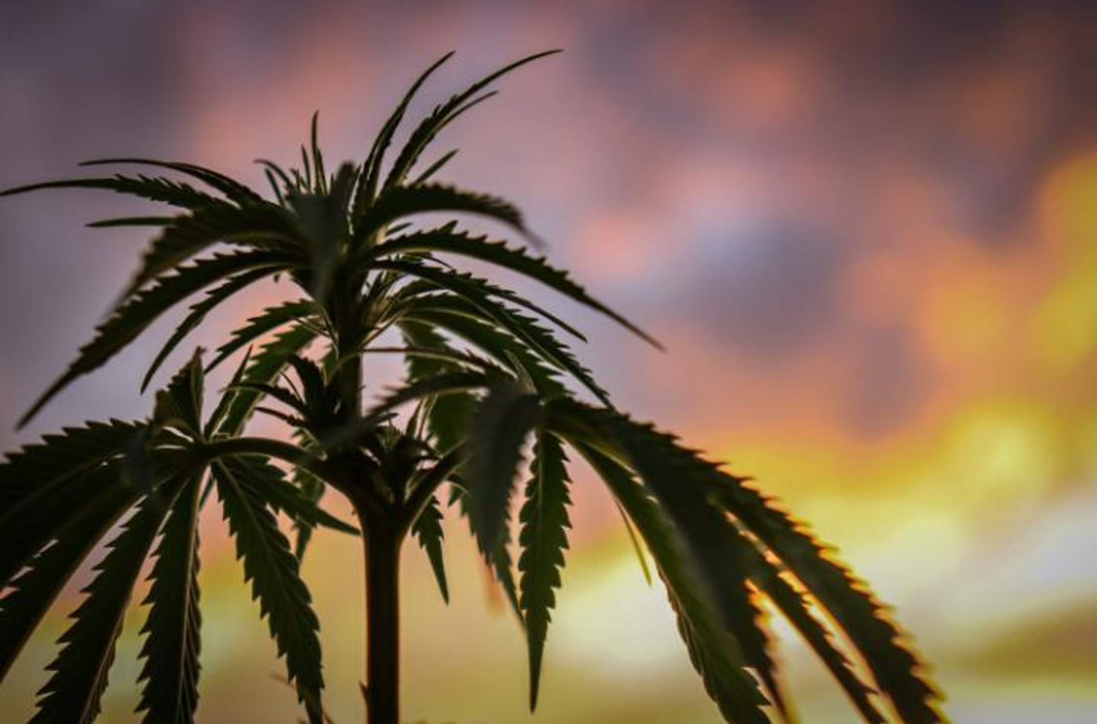 A cannabis plant against backdrop of sunset