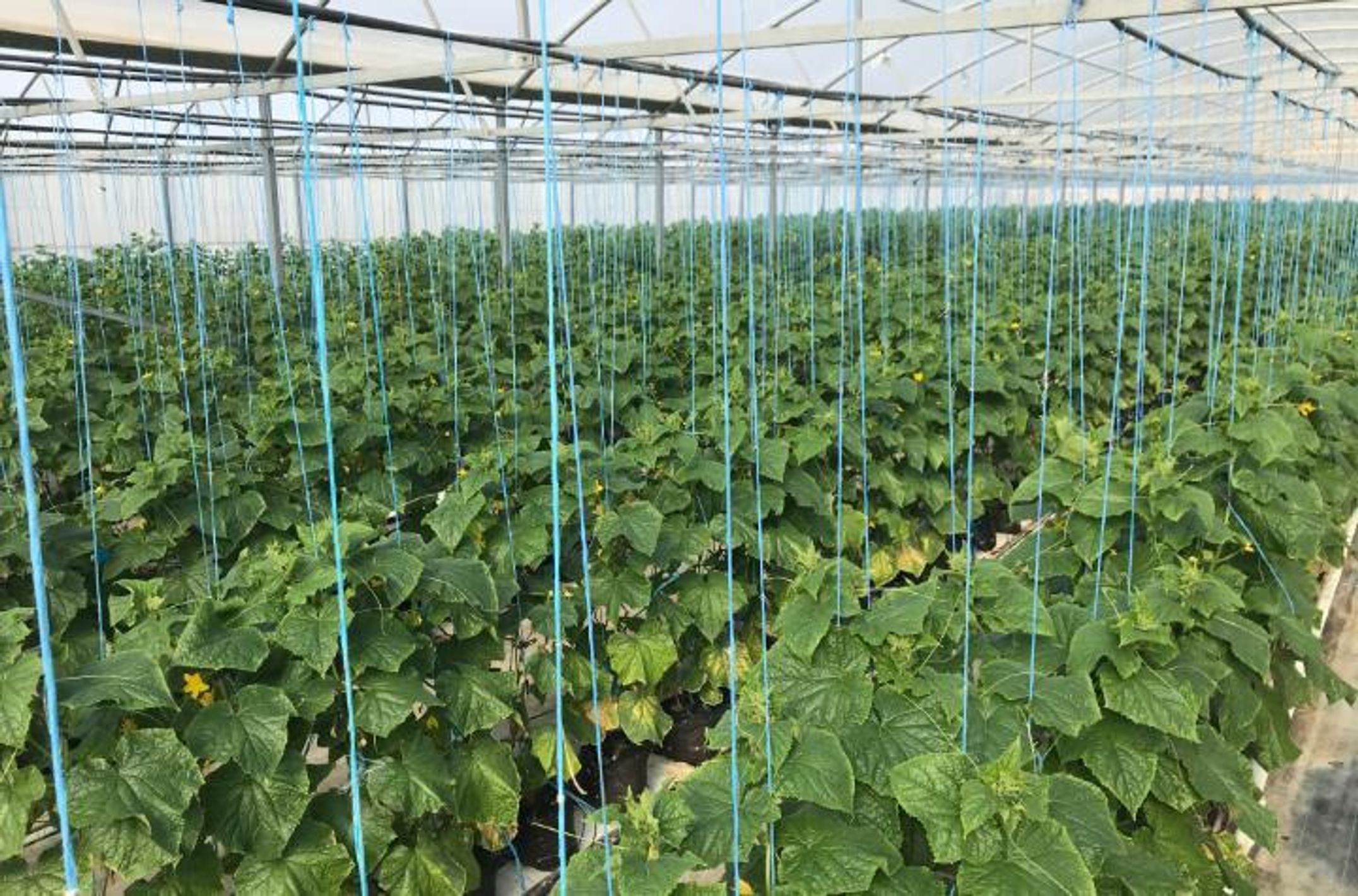 A cucumber hothouse filled with mature plants