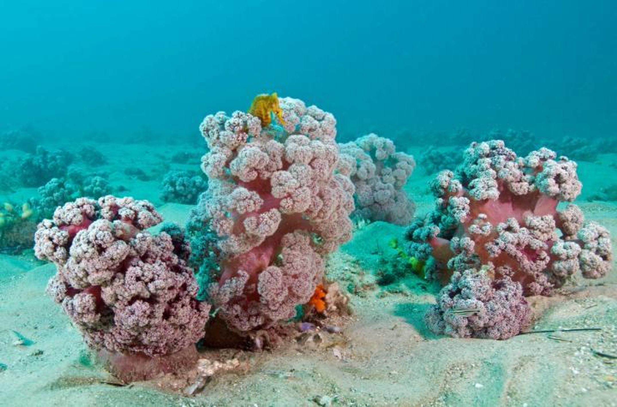 A purple coral that looks like a cauliflower with a yellow seahorse