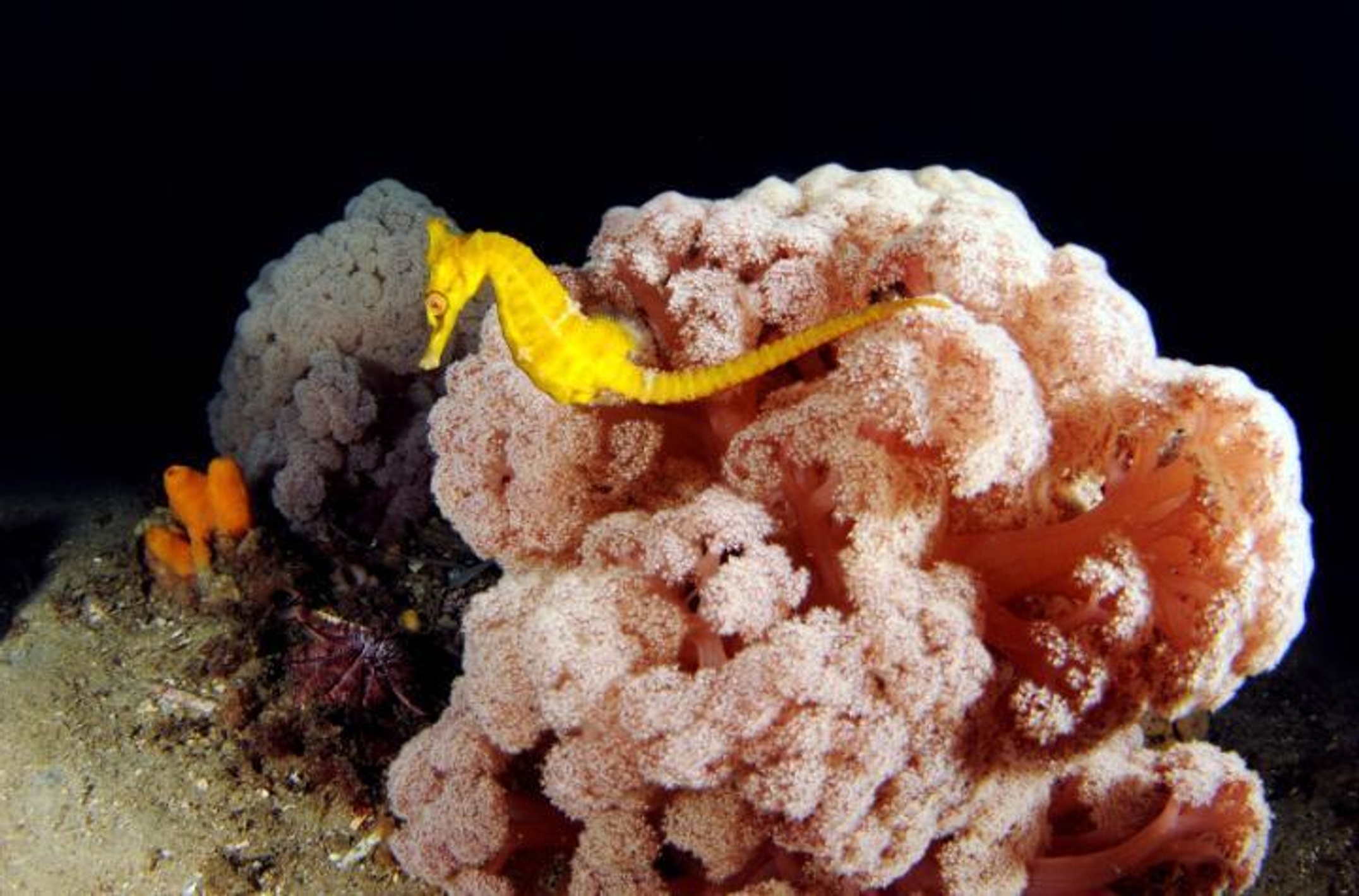 Cauliflower-like coral with yellow seahorse