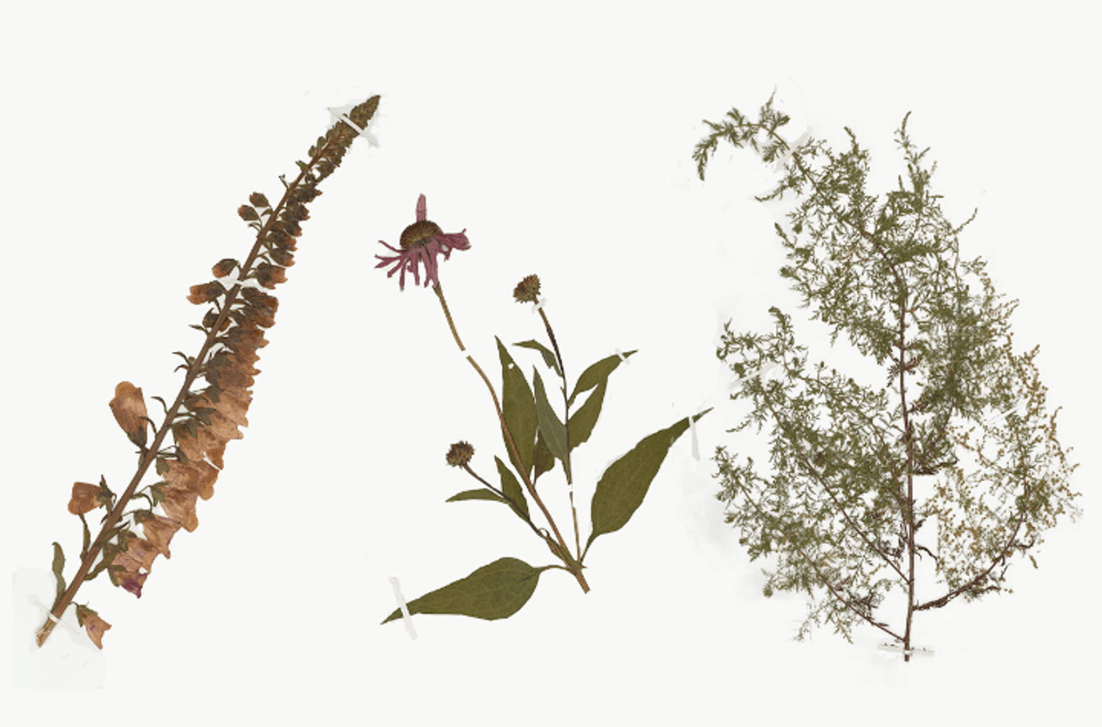 Specimens held at the University’s Medicinal Plant Herbarium