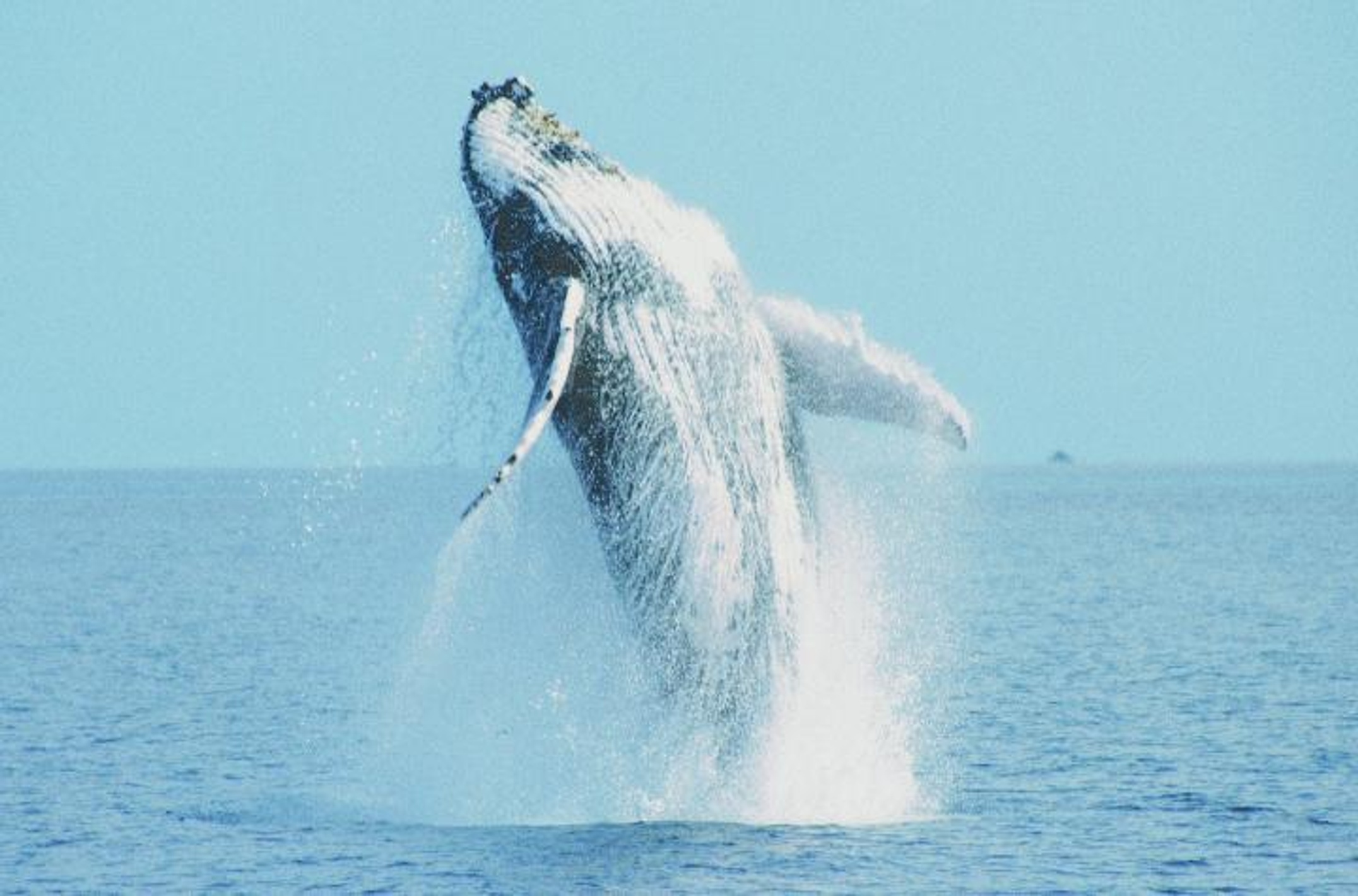 Humpback whale breaching