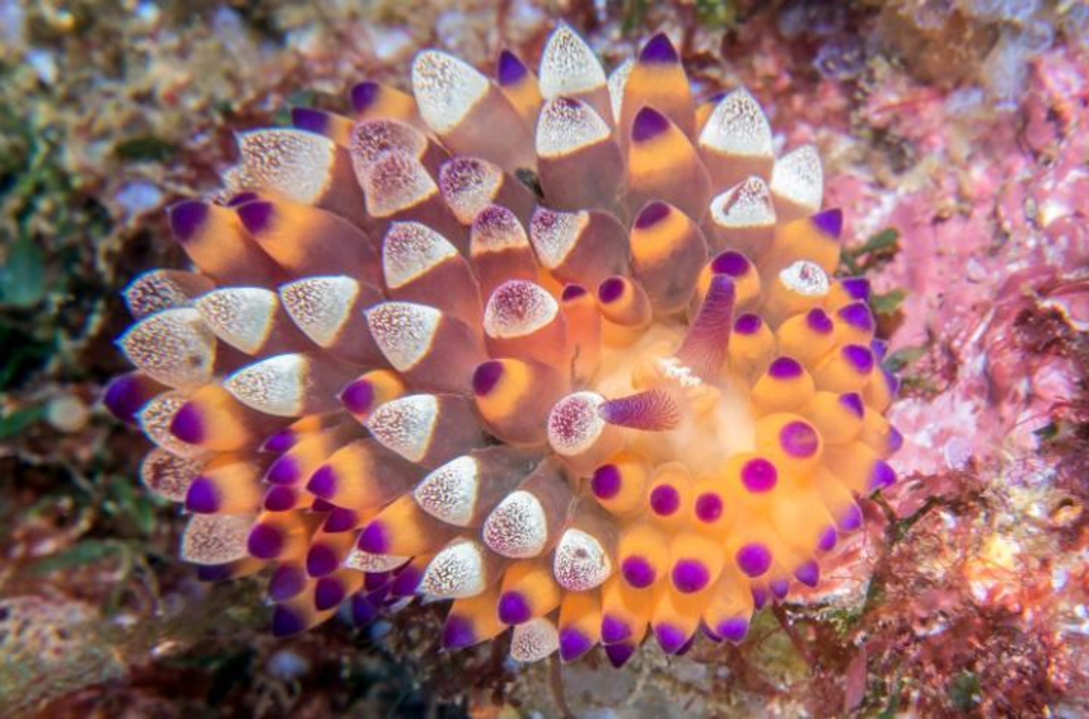 A marine slug with colourful skin in pink, yellow and white nodules