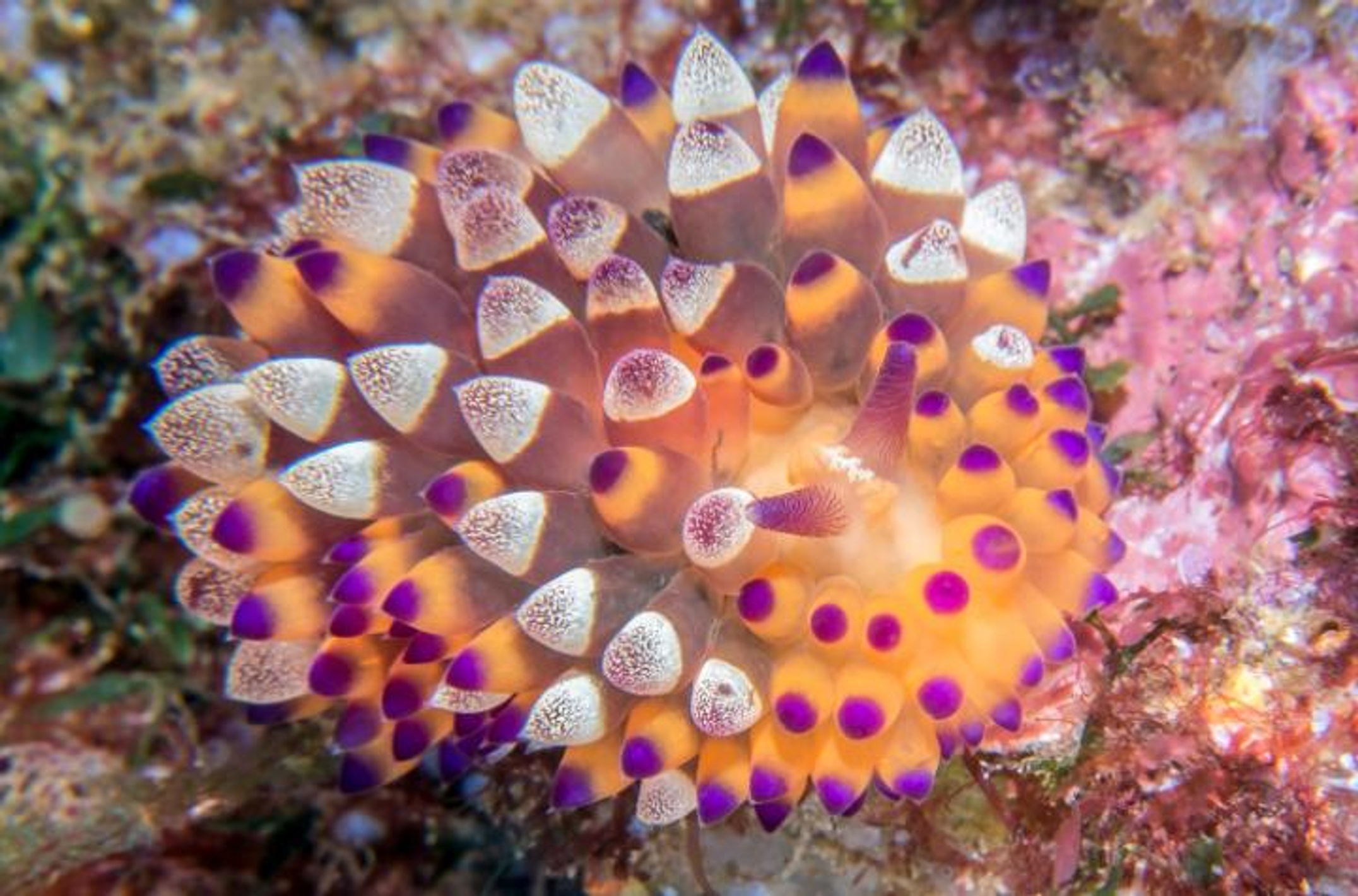A marine slug with colourful skin in pink, yellow and white nodules