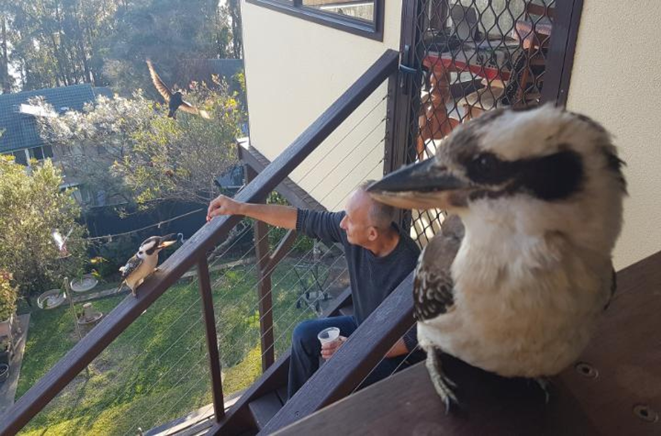 Professor Christidis feeding kookaburras